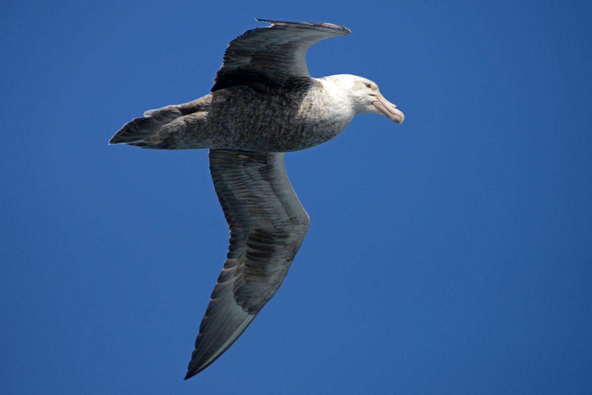 12B Northern Giant Petrel Bird From The Quark Expeditions Cruise Ship In The Drake Passage Sailing To Antarctica